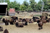 Büffelfarm auf dem Weg zum Banff-Nationalpark