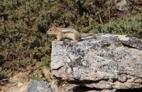 Streifenhörnchen am Moraine Lake im Banff-Nationalpark