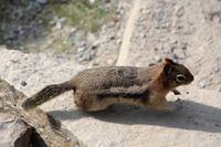 Streifenhörnchen am Moraine Lake im Banff-Nationalpark