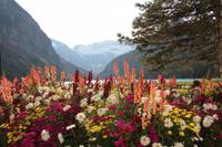 Blumen am Lake Louise