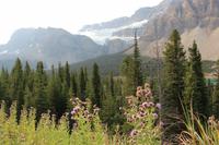 Crowfoot-Gletscher am Icefield Parkway
