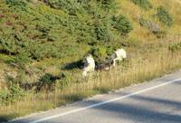 Schneeziege mit Kind im Jasper-Nationalpark