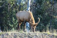 Junger Wapiti-Hirsch im Jasper-Nationalpark