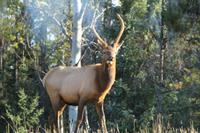 Junger Wapiti-Hirsch im Jasper-Nationalpark