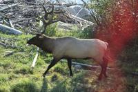 Großer Wapiti-Hirsch im Jasper-Nationalpark