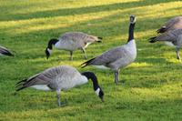 Kanada-Gänse am Lac Beauvert im Jasper-Nationalpark