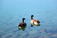 Kanada-Gänse am Lac Beauvert im Jasper-Nationalpark