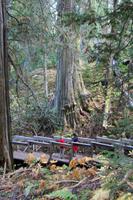Im Ancient Forest - Urwald mit Jahrtausende alten Zedern