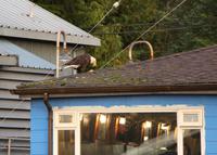 Weißkopf-Seeadler an der Cow Bay in Prince Rupert