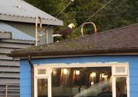 Weißkopf-Seeadler an der Cow Bay in Prince Rupert