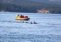 Walbeobachtung vor Victoria - Killerwale, Orcas