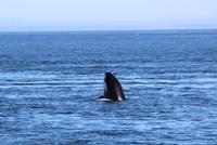 Walbeobachtung vor Victoria - Killerwal, Orca