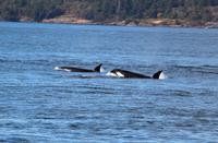 Walbeobachtung vor Victoria - Killerwale, Orcas