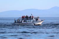 Walbeobachtung vor Victoria - Killerwal