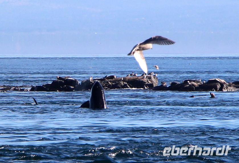 Walbeobachtung vor Victoria - Killerwal, Robben und Möwen