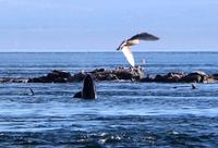 Walbeobachtung vor Victoria - Killerwal, Robben und Möwen