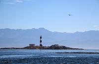 Walbeobachtung vor Victoria - Robbeninsel mit Leuchtturm