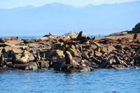 Walbeobachtung vor Victoria - Robbeninsel
