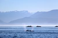 Walbeobachtung vor Victoria - Orcas