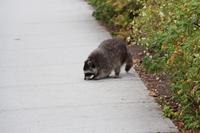 Waschbär in Vancouver