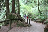 Wanderung im grünen Norden von Vancouver