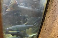 Lachszuchtstation im Norden Vancouvers - Lachstreppe