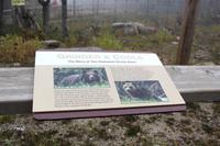 Grizzly-Bärengehege auf dem Grouse Mountain