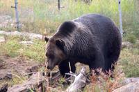Grizzlybär auf dem Grouse Mountain