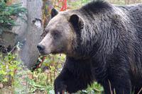 Grizzlybär auf dem Grouse Mountain