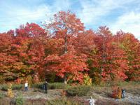 Fahrt zum Algonquin-Park, Indian summer