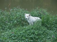 Polarfuchs im Wildlife-Park