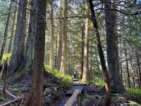 5. Tag – Jasper bis Prince George – Spaziergang durch den Ancient Forest