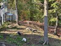 6. Tag – Ottawa bis Montréal – Tour durch den Omega-Wildpark – Polarfüchse