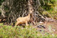 60 Elk Jungtier