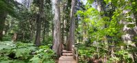 60 Giant Cider Boardwalk
