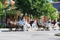 Pferdekutschen in Niagara-on-the-Lake
