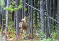 Reh im Jasper-Nationalpark