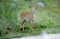 Rehbock im Jasper-Nationalpark