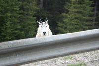Kuckuck ... Schneeziege am Icefield Parkway