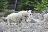 Schneeziegen am Icefield Parkway im Jasper-Nationalpark