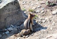 Erdhörnchen auf dem Whistlers Mountain bei Jasper
