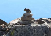 Erdhörnchen auf dem Whistlers Mountain bei Jasper