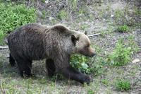 Wilder Grizzly-Bär im Mount Robson Provinzpark