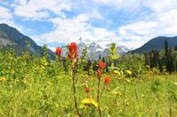 Indianer-Pinsel vorm Mount Robson