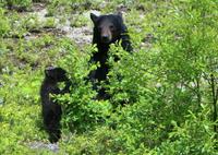 Schwarzbären-Mutter mit Kind