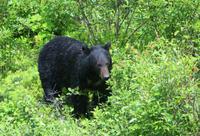 Schwarzbär im Mount Robson Park