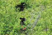 Schwarzbären-Kinder