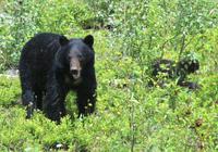 Schwarzbären-Mutter mit Kind