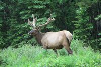 Wapiti-Hirsch bei Jasper