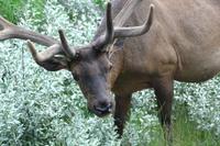 Wapiti-Hirsch bei Jasper